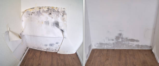 Best Home Mold Removal  in Byron Center, MI